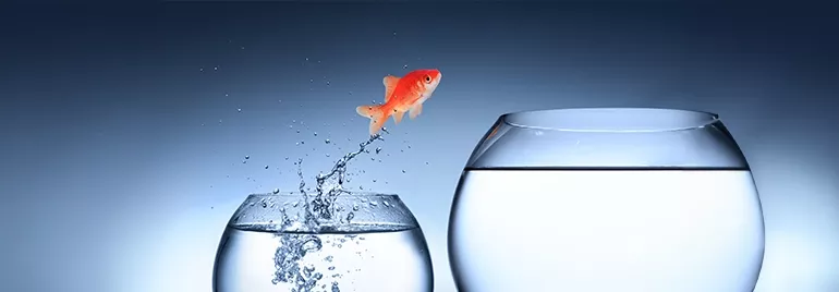 Ein Fisch springt von einem kleinen Goldfischglas in ein Großes, um metaphorisch einen erfolgreichen Quereinstieg dank unserer Anleitung darzustellen.